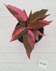 Homalomena Humilis Jungle Satin Variegata