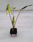 Alocasia sarian variegata