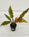 Philodendron serratum Caramel Marble