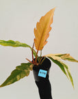 Philodendron serratum 'Caramel Marble' -flash sale