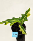 Alocasia portei Malaysian Monster variegata (aurea)