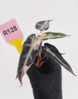 Alocasia Amazonica bambino Variegata - Bare Bottom Baby