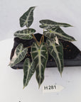 Alocasia Amazonica bambino Variegata - Bare Bottom Baby - SALE