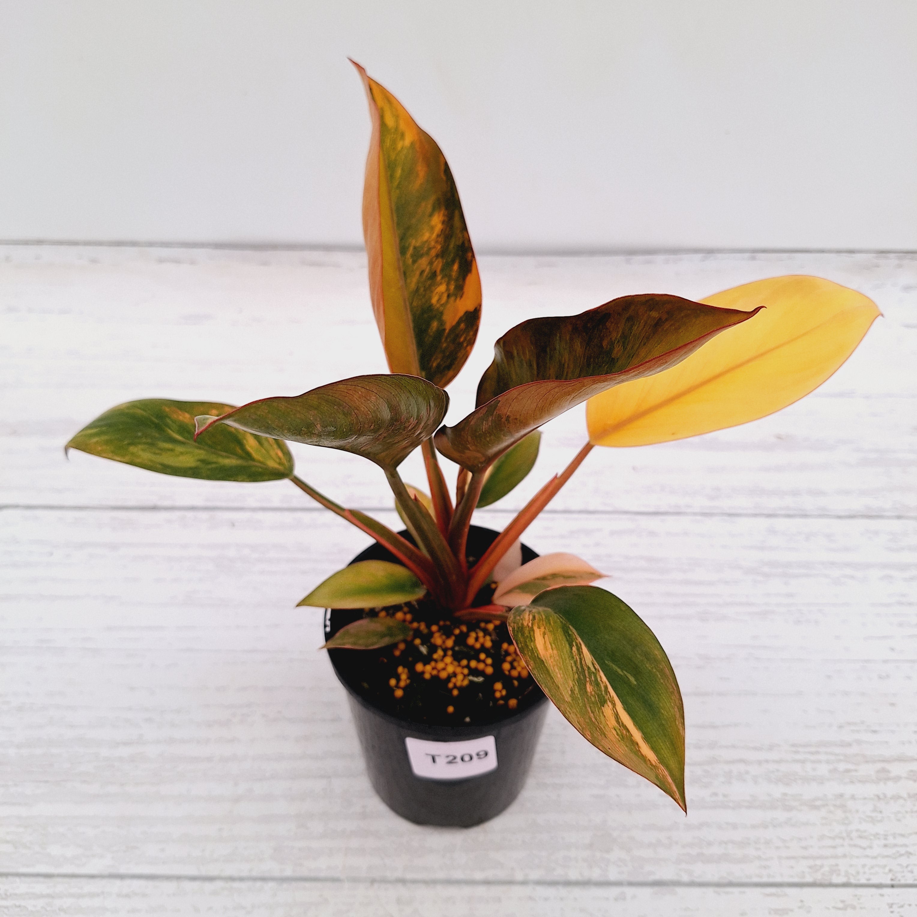 Philodendron 'Rojo Congo Variegated'