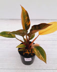Philodendron 'Rojo Congo Variegated'