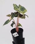 Alocasia Pink Dragon 'Variegata'