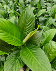 Spathiphyllum floribundum Peace Lily