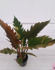 Philodendron serratum Caramel Marble