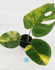 Monstera deliciosa Aurea 'Yellow Marilyn'