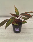Philodendron 'Orange Princess' Sport