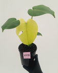 Monstera Deliciosa 'Mint' - SALE