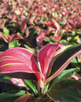Cordyline fruticosa 'Burlesque'