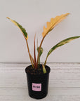 Philodendron serratum 'Caramel Marble'