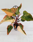 Philodendron erubescens Strawberry Shake