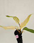 Philodendron 'Whipple Way' SALE