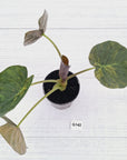 Alocasia ‘wentii’ Variegated