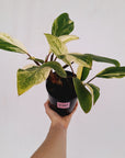 Homalomena Tropical Green Variegata -sale