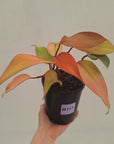 Philodendron 'Orange Princess' Sport