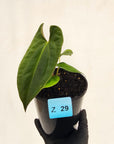 Anthurium 'Black Magic'