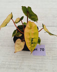 Philodendron billietiae Variegata