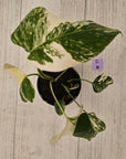 Monstera borsigiana 'Albo'