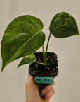 Monstera deliciosa Variegata