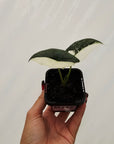 Alocasia ‘Simpo Albo’ Variegata - SALE