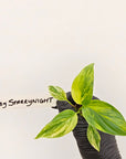 Homalomena rubescens Variegata - Bare Bottom Baby