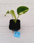 Monstera borsigiana 'Albo' - SALE
