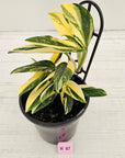 Monstera standleyana 'Cobra' - SALE