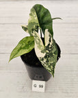 Alocasia ‘Simpo Albo’ Variegata - SALE
