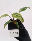 Philodendron gloriosum 'Snow Leopard'