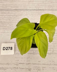 Homalomena rubescens Golden Hibiscus’ - Bare Bottom Baby - SALE
