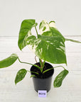 Monstera borsigiana 'Albo'