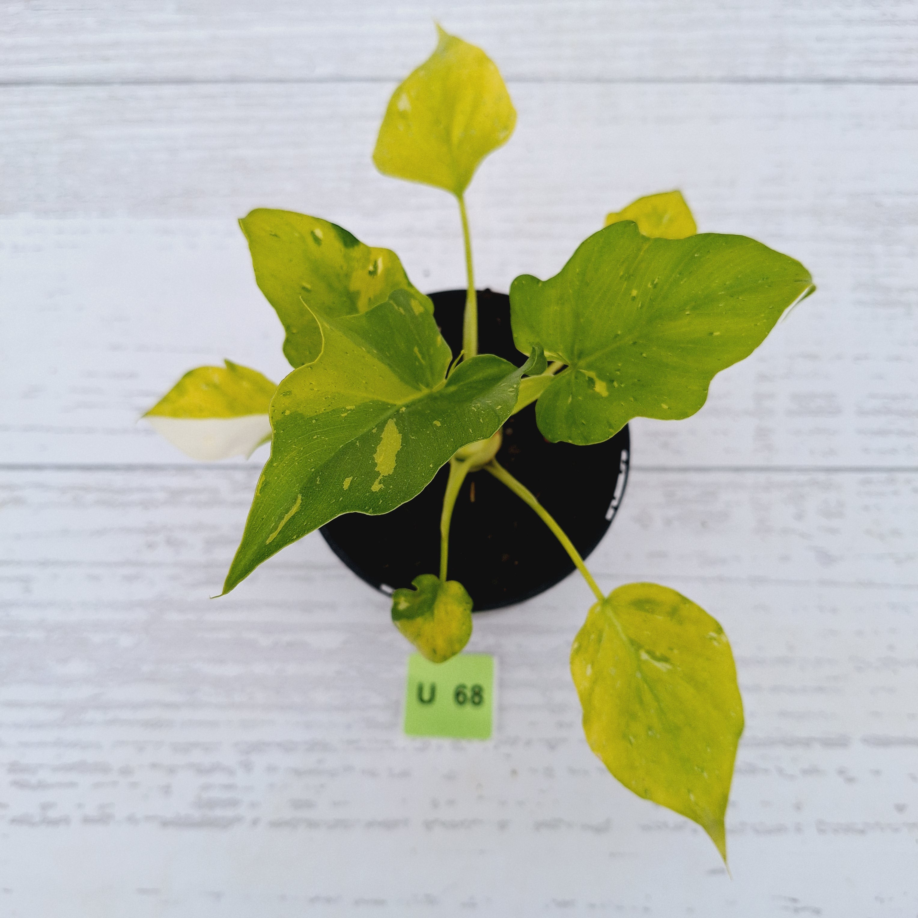 Philodendron warscewiczii Gold Variegata