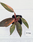 Philodendron 'Orange Princess'