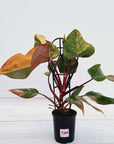 Philodendron erubescens Strawberry Shake