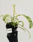 Epipremnum giganteum variegata