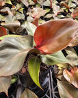 Philodendron erubescens 'red heart'