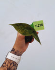 Alocasia Pink Dragon Variegata - Bare Bottom Baby
