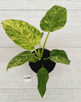 Philodendron giganteum Blizzard - SALE