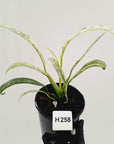 Epipremnum giganteum variegata