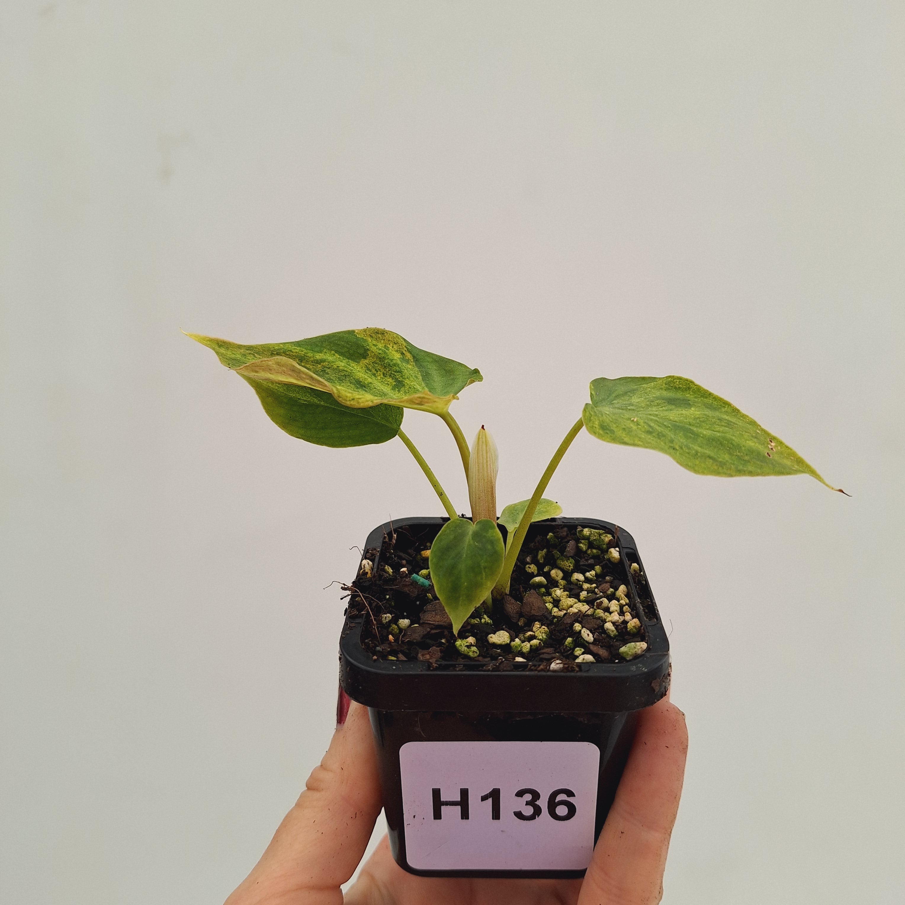 Philodendron verrucosum Variegata