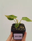 Philodendron verrucosum Variegata