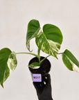 Monstera borsigiana 'Albo'