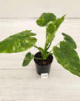Alocasia Portora Variegata - SALE
