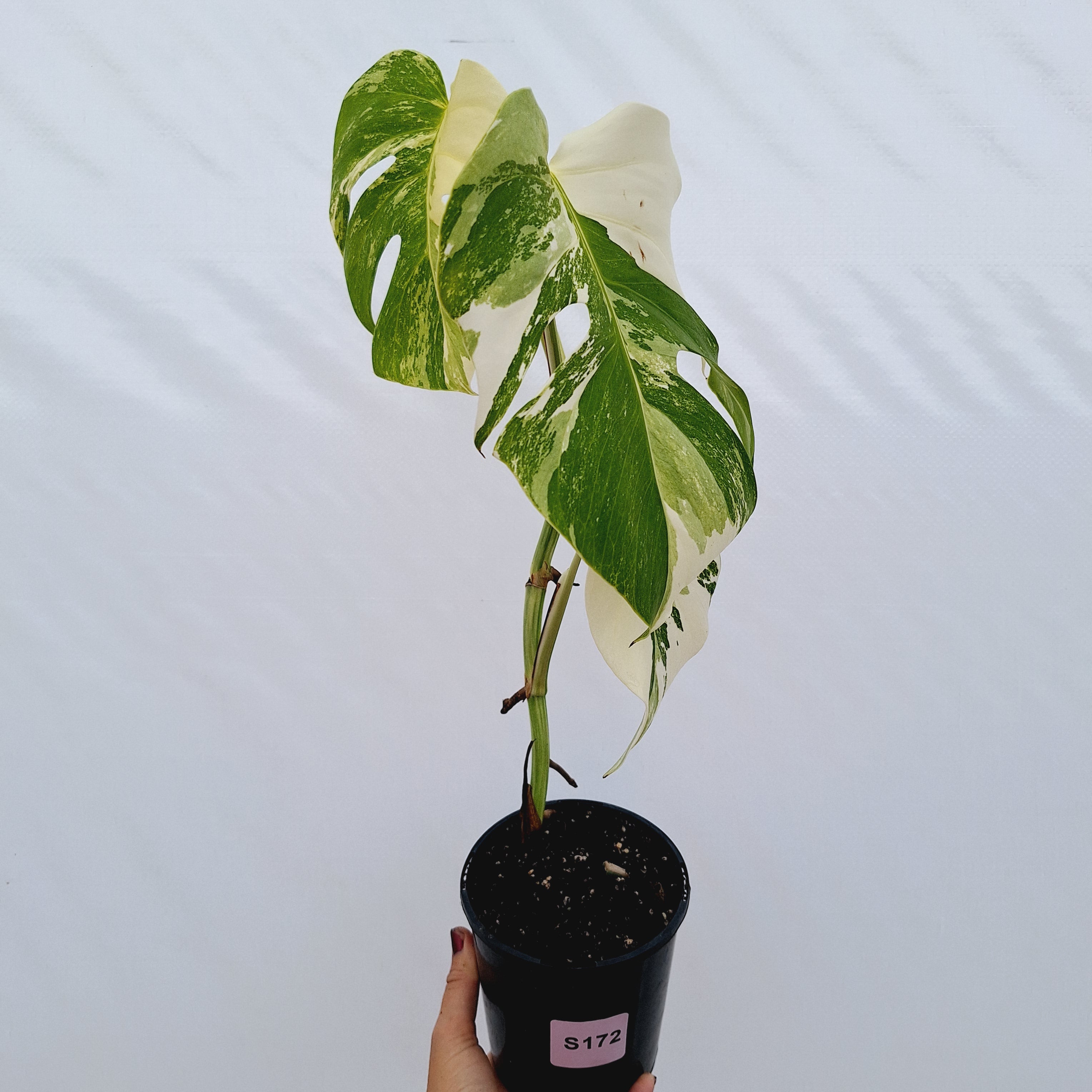 Monstera borsigiana 'Albo'