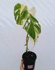 Monstera borsigiana 'Albo'