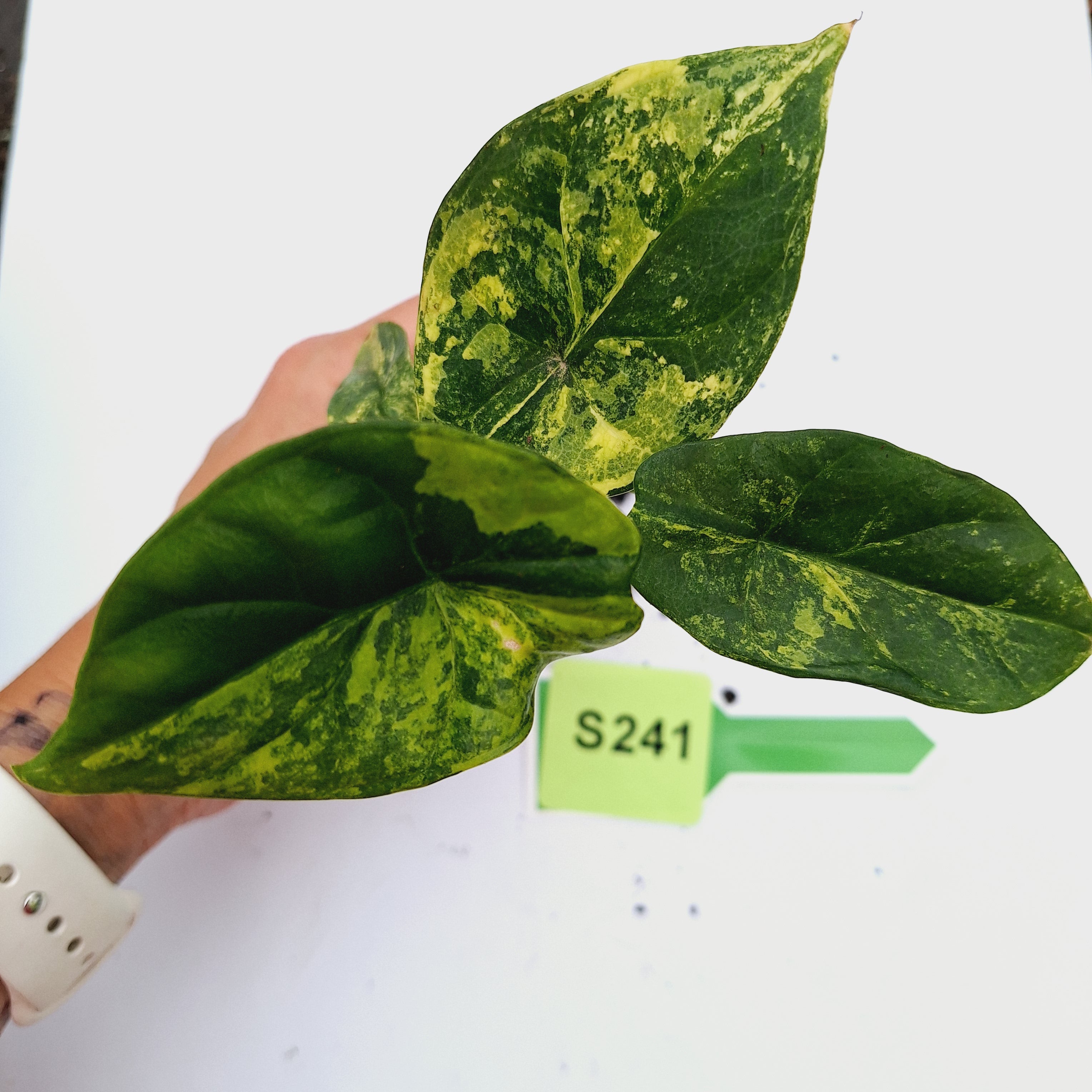 Alocasia sinuata 'Quilted Dream' Variegata - Bare Bottom Baby