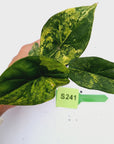 Alocasia sinuata 'Quilted Dream' Variegata - Bare Bottom Baby